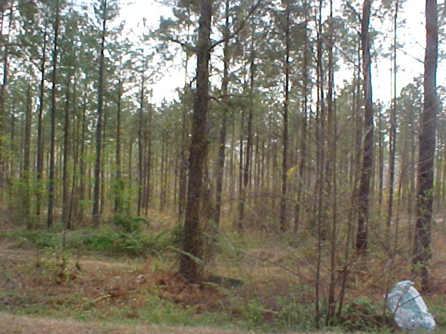 pinewoods.jpg
